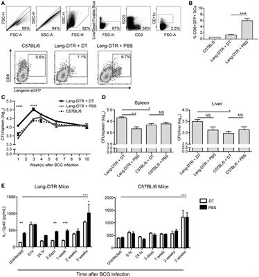 Langerin+ CD8α+ Dendritic Cells Drive Early CD8+ T Cell Activation and IL-12 Production During Systemic Bacterial Infection